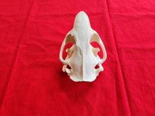 Load image into Gallery viewer, XXXL Beaver Skull - BVS1006
