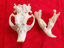 Load image into Gallery viewer, XXXL Beaver Skull - BVS1006
