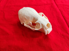 Load image into Gallery viewer, XXL River Otter Skull - ROS1001
