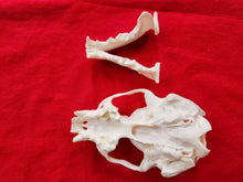 Load image into Gallery viewer, XXL River Otter Skull - ROS1001
