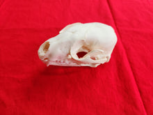 Load image into Gallery viewer, XXL Raccoon Skull - RCS1001
