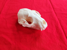 Load image into Gallery viewer, XXL Raccoon Skull - RCS1001
