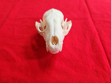 Load image into Gallery viewer, XXL Raccoon Skull - RCS1001
