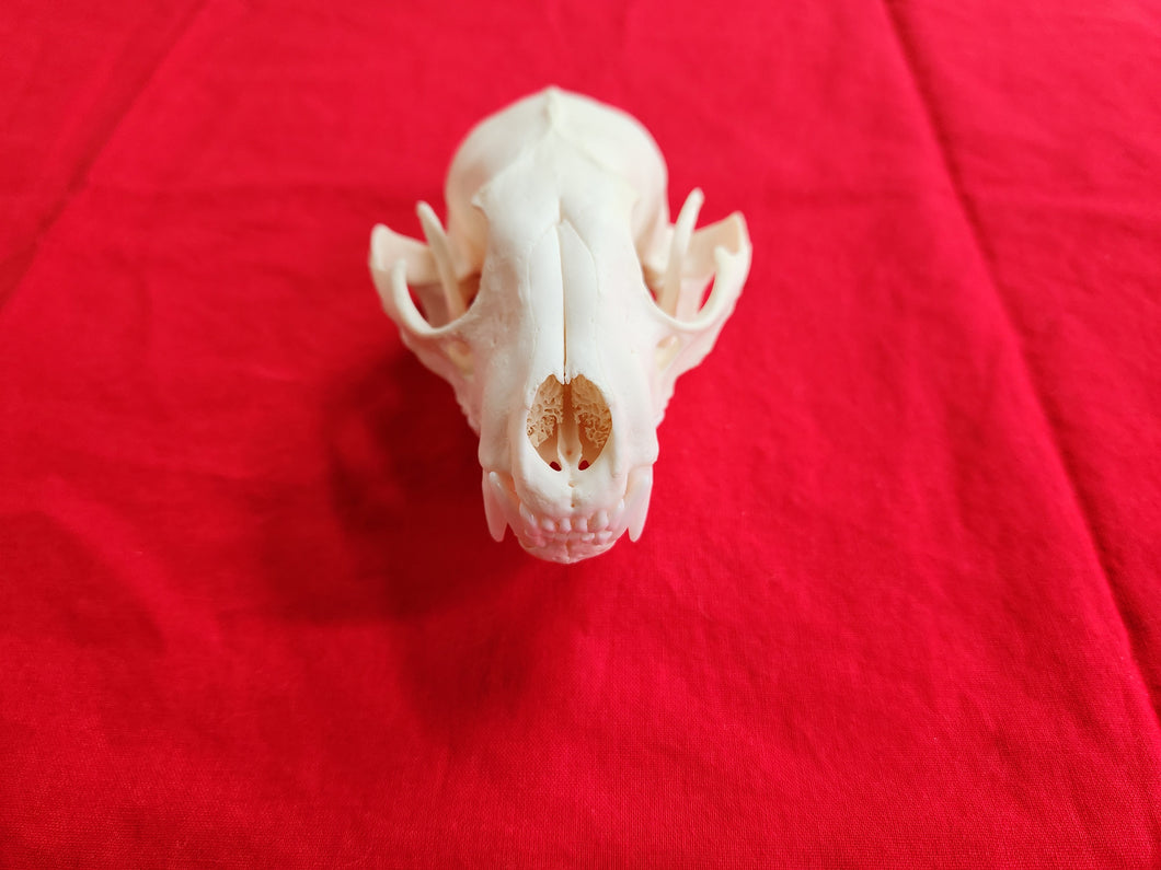 XXL Raccoon Skull - RCS1001