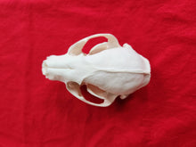 Load image into Gallery viewer, XXL Raccoon Skull - RCS1001
