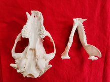 Load image into Gallery viewer, XXL Raccoon Skull - RCS1001
