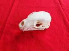 Load image into Gallery viewer, XL Raccoon Skull - RCS1002
