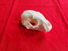 Load image into Gallery viewer, XL Raccoon Skull - RCS1002
