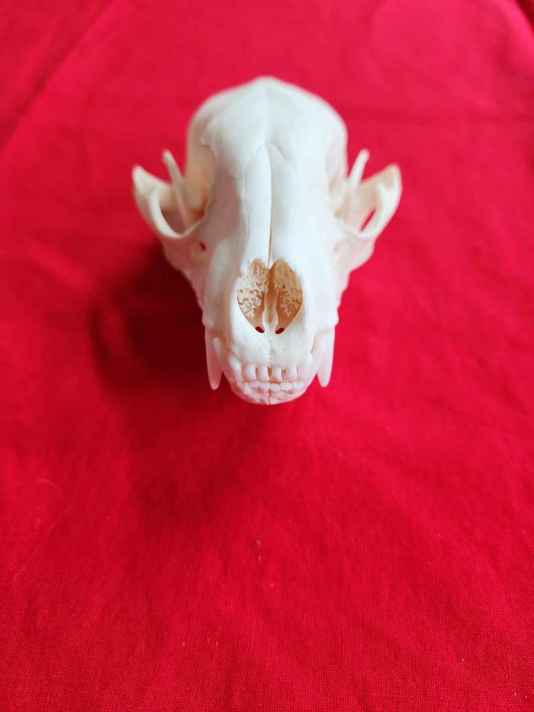 XL Raccoon Skull - RCS1002