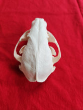 Load image into Gallery viewer, XL Raccoon Skull - RCS1002
