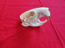 Load image into Gallery viewer, XXXL Beaver Skull - BVS1009
