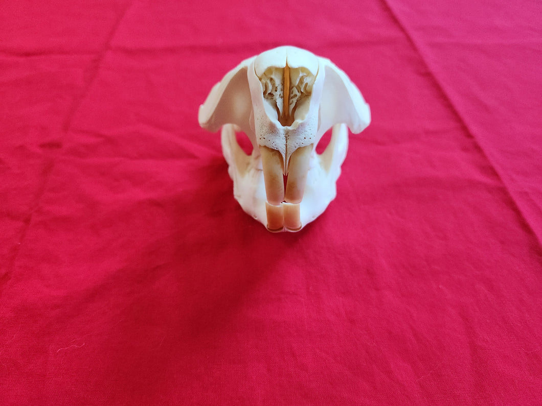 XXL Beaver Skull - BVS1013