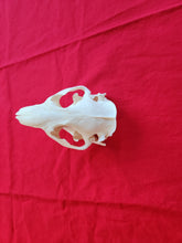 Load image into Gallery viewer, XXL Beaver Skull - BVS1004
