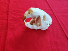 Load image into Gallery viewer, XXXL Beaver Skull - BVS1012
