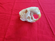 Load image into Gallery viewer, XXXXXL Beaver Skull - BVS1010
