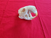 Load image into Gallery viewer, XXXL Beaver Skull - BVS1011
