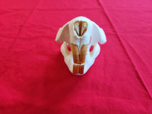 Load image into Gallery viewer, XXXL Beaver Skull - BVS1011
