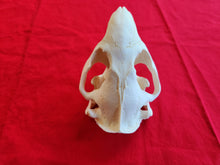 Load image into Gallery viewer, XXXL Beaver Skull - BVS1011
