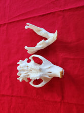 Load image into Gallery viewer, XXXL Beaver Skull - BVS1011
