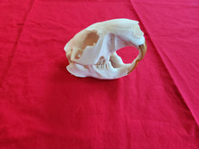 Load image into Gallery viewer, XXL Beaver Skull - BVS1005
