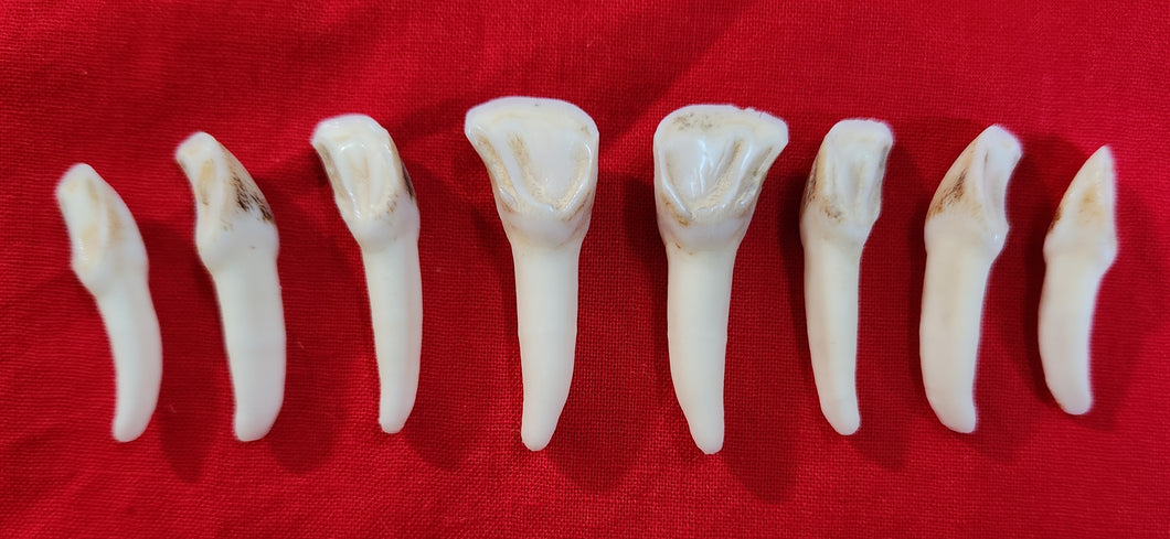 Elk Incisors