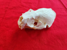 Load image into Gallery viewer, XXL River Otter Skull - ROS1002
