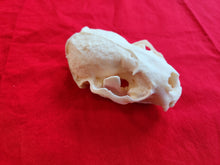 Load image into Gallery viewer, XXL River Otter Skull - ROS1002
