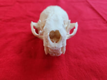 Load image into Gallery viewer, XXL River Otter Skull - ROS1002
