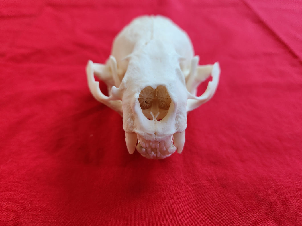 XXL River Otter Skull - ROS1002