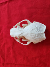 Load image into Gallery viewer, XXL River Otter Skull - ROS1002
