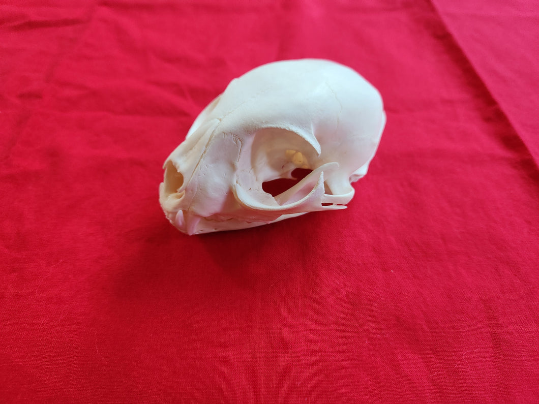 LM Bobcat Skull - BCS1007