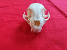 Load image into Gallery viewer, LM Bobcat Skull - BCS1007
