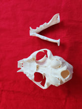 Load image into Gallery viewer, LM Bobcat Skull - BCS1007
