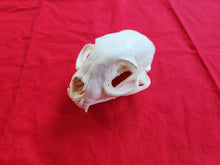 Load image into Gallery viewer, XXXXL Bobcat Skull - BCS1006
