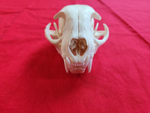 Load image into Gallery viewer, XXXXL Bobcat Skull - BCS1006
