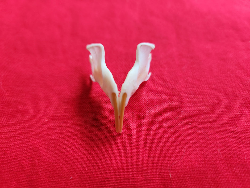 Western Red Squirrel Lower Jaw