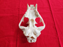 Load image into Gallery viewer, XXXXXL Mountain Lion Skull - UPPER Skull Only - MLS1003
