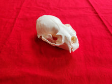 Load image into Gallery viewer, XXL River Otter Skull - ROS1003D
