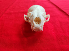 Load image into Gallery viewer, XXL River Otter Skull - ROS1003D
