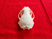 Load image into Gallery viewer, XXL River Otter Skull - ROS1003D
