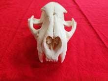 Load image into Gallery viewer, XXXXL Mountain Lion Skull - UPPER ONLY - MLS1001
