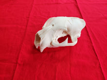 Load image into Gallery viewer, XXXXL Mountain Lion Skull - UPPER ONLY - MLS1001
