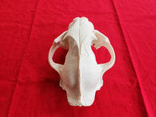 Load image into Gallery viewer, XXXXL Mountain Lion Skull - UPPER ONLY - MLS1001
