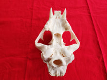 Load image into Gallery viewer, XXXXL Mountain Lion Skull - UPPER ONLY - MLS1001
