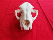 Load image into Gallery viewer, Large Mountain Lion Skull - UPPER skull only - MLS1002
