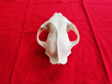 Load image into Gallery viewer, Large Mountain Lion Skull - UPPER skull only - MLS1002
