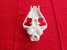 Load image into Gallery viewer, Large Mountain Lion Skull - UPPER skull only - MLS1002
