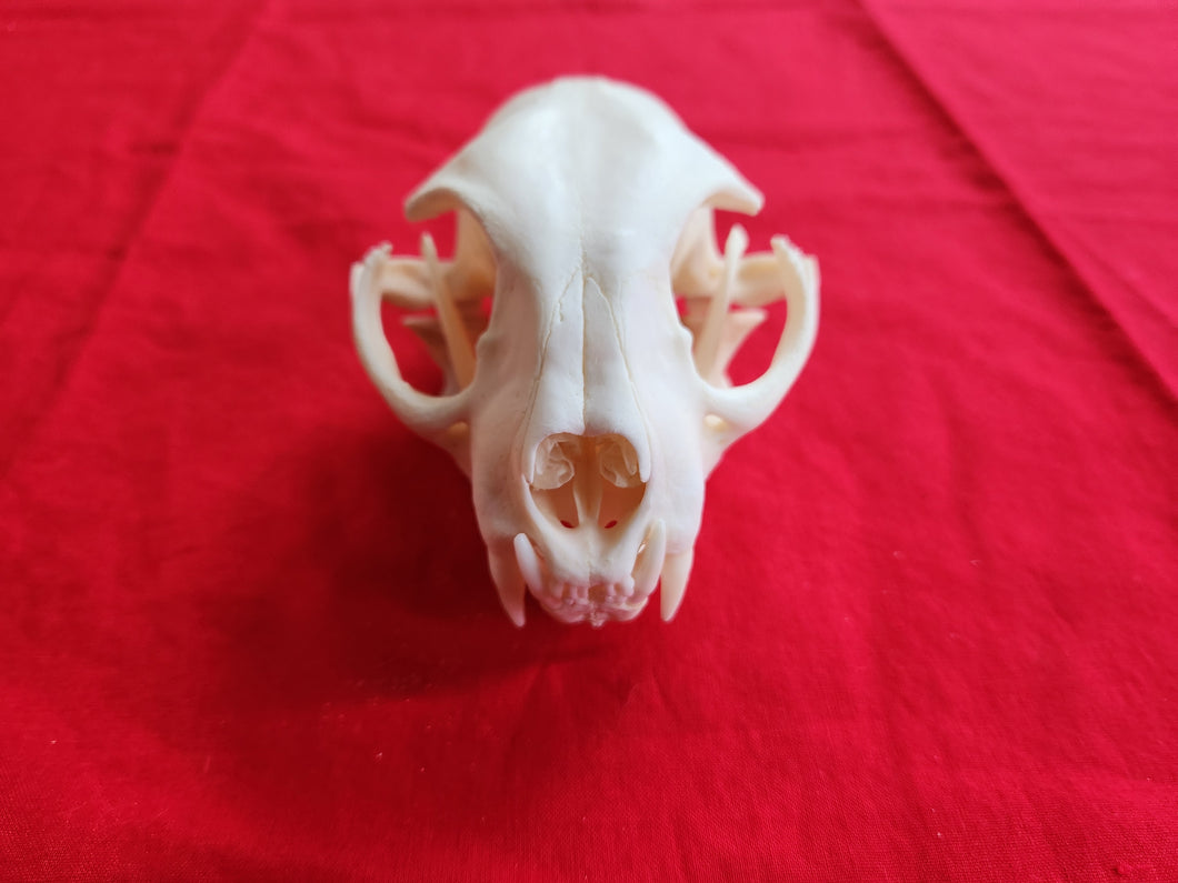 XXXXL Bobcat Skull - BCS1004