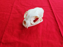 Load image into Gallery viewer, XXXXL Bobcat Skull - BCS1004
