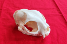 Load image into Gallery viewer, XXXXL Bobcat Skull - BCS1004
